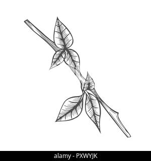 Il ramo di impianto illustrazione. Scratch stile consiglio di amministrazione per incisione. Lato immagine disegnata. Foto Stock