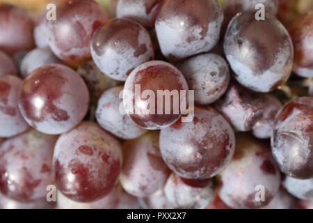 Una vista ravvicinata di alcune uve rosse ancora sul suo peduncolo e parzialmente coperto con la tipica pruinescence Foto Stock
