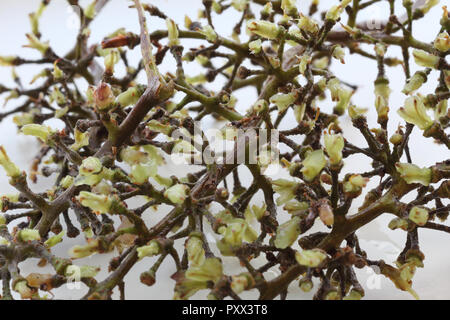 Una vista ravvicinata di un grappolo di uva in legno peduncoli senza le uve, su di una superficie bianca Foto Stock