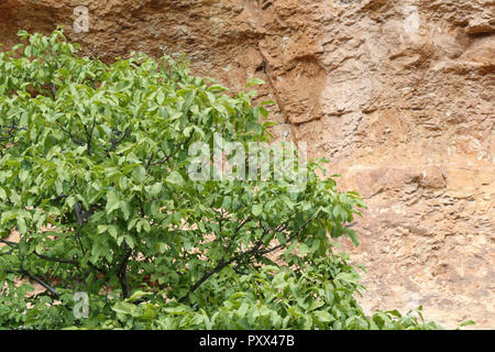 Foglie verde fogliame e rami con, come sfondo, il red rock ferroso del Barranco de la Hoz Seca canyon e montagne in Jaraba, Aragona, Spagna Foto Stock