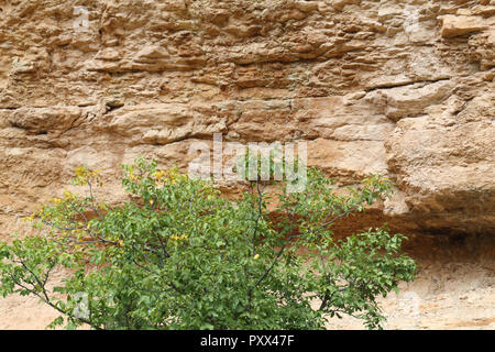 Foglie verde fogliame e rami con, come sfondo, il red rock ferroso del Barranco de la Hoz Seca canyon e montagne in Jaraba, Aragona, Spagna Foto Stock