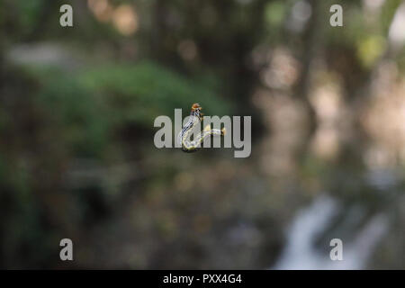 Un infestante haunting caterpillar con testa di colore arancione e verde e strisce nere slithering in salita sul suo web in Calmarza, regione di Aragona, Spagna Foto Stock