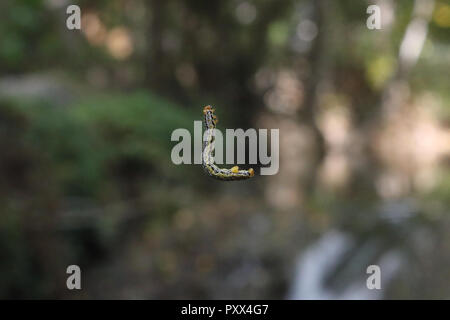 Un infestante haunting caterpillar con testa di colore arancione e verde e strisce nere slithering in salita sul suo web in Calmarza, regione di Aragona, Spagna Foto Stock