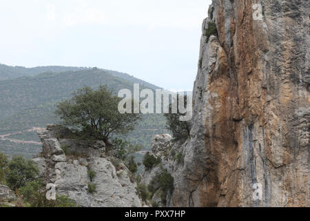 Il fogliame di un albero su un picco roccioso accanto a un precipizio, con il verde delle montagne sullo sfondo, nei Pirenei, Mallos de Riglos, Aragon,Spagna Foto Stock