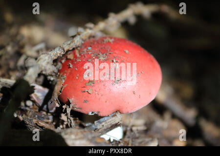 Una vista ravvicinata di una Russula Emetica fungo con il suo tipico tappo rosso sul terreno di una foresta Foto Stock