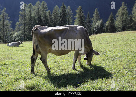 Grigio di una mucca con campanaccio colpo da dietro, il pascolo in un pascolo verde durante una soleggiata giornata estiva in Val d'Otro valley, nelle Alpi, Italia Foto Stock