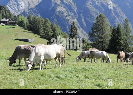 Una mandria di bianco, grigio e marrone con le mucche al pascolo di campanacci in un pascolo verde durante una soleggiata estate in Val d'Otro valley, nelle Alpi, Italia Foto Stock