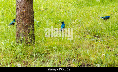 Piccola iridescenza blu-verde superba Starling (Lamprotornis superbus) gli uccelli in erba. Questa specie può essere comunemente trovati in Africa orientale. Foto Stock