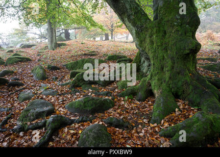 In prossimità di un vecchio albero nodose in Padley Gorge vicino a Hathersage, Peak District, Derbyshire, in Inghilterra. Foto Stock