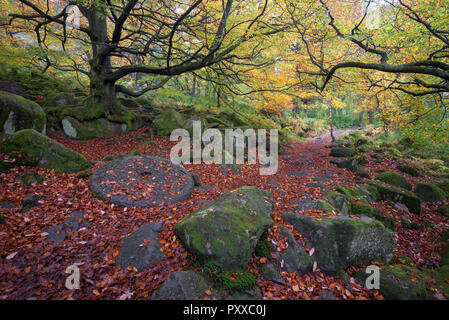 Vecchio palmento di copertura nella caduta foglie accanto al percorso in Padley Gorge, Peak District, Derbyshire, in Inghilterra. Una scena autunnali. Foto Stock