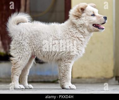 Un golden retriever cucciolo di riproduzione e delle attività Foto Stock