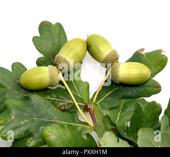 Eicheln, Stieleiche, Quercus robur, Foto Stock