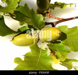 Eicheln, Stieleiche, Quercus robur, Foto Stock
