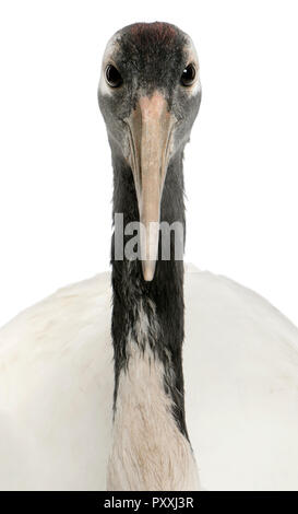 Ritratto di giovane rosso-Crowned Crane, Grus japonensis, chiamato anche il giapponese o Gru Gru Manchurian davanti a uno sfondo bianco Foto Stock