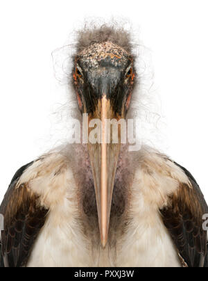 Ritratto di Marabou Stork, Leptoptilos crumeniferus, 1 anno di età, di fronte a uno sfondo bianco Foto Stock