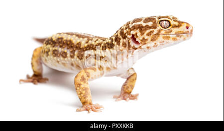 Leopard gecko, Eublepharis macularius, contro uno sfondo bianco Foto Stock