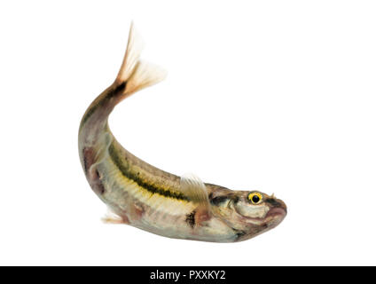 Eurasian minnow nuoto, visto dal di sotto, Phoxinus phoxinus, isolato su bianco Foto Stock