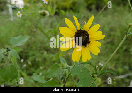 Close up dei semi di girasole circondato da foglie verdi, essiccato e appassiti girasoli, still life sfondo. Foto Stock