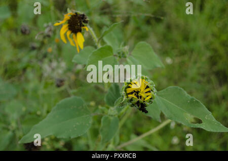 Close up dei semi di girasole circondato da foglie verdi, essiccato e appassiti girasoli, still life sfondo. Foto Stock