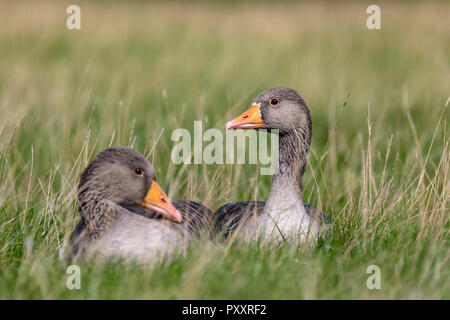 Graylag goose (Anser anser) coppia, UK. Il livello degli occhi ritratto di oche in appoggio in erba con le teste affacciate una verso l'altra Foto Stock