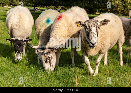 Gli animali domestici delle specie ovina (Ovis aries) pascolano in un piccolo gruppo con uno che guarda alla telecamera. Bizzarra divertente shot Foto Stock