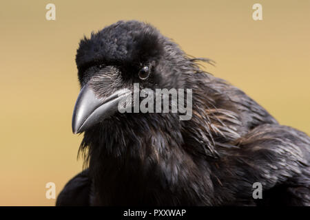 Raven comune - Corvus corax seduto su una recinzione Foto Stock