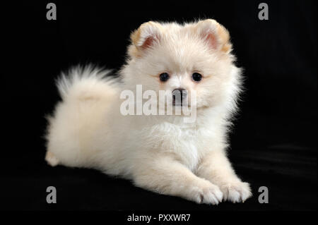 La crema carino Pomerania cucciolo di Spitz Foto Stock