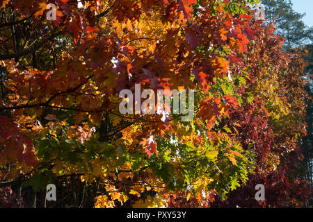 Miscela di colori rosso su alberi di quercia in autunno - marrone, verde, rosso e foglie di colore arancione Foto Stock