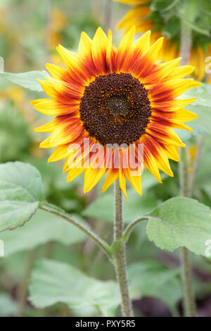 Close-up di Helianthus annuus, 'anello di fuoco' Fiore. Girasole 'Anello di Fuoco " Foto Stock