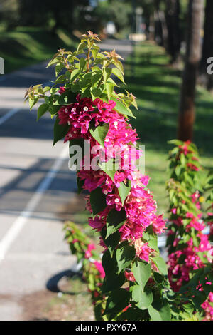 Il Bougainvillea in La Londe les Maures (Var, Francia) Foto Stock