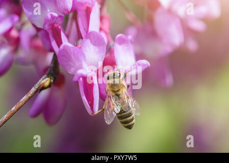 Bee raccoglie miele di fiori viola sull'albero in primavera Foto Stock