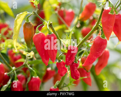 Naga chili, Naga Morich, peperoncino Capsicum chinense 'Naga Morich, la coltivazione di frutta in una serra Foto Stock
