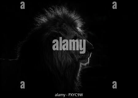 Questa immagine di Lion è preso a Masai Mara in Kenya. Foto Stock