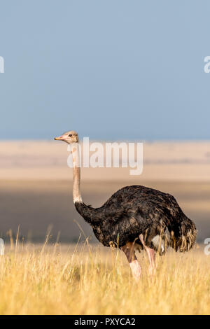 Questa immagine di Masai struzzo è preso a Masai Mara in Kenya. Foto Stock