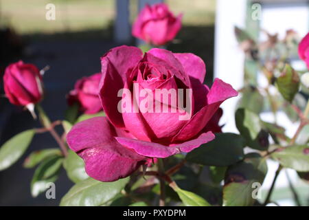 In prossimità della struttura rose. Foto Stock