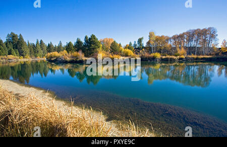 Un riva erbosa nel mese di ottobre sul fiume Deschutes vicino a Bend, Oregon, come alberi di pioppi e salici girare oro in autunno il loro cambiamento di colore. Foto Stock