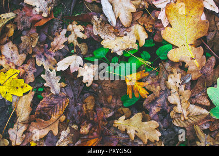 In autunno la pittura, Autunno foglie di acero, diversi colori autunno pittura, Autunno foglie di acero, di colori diversi Foto Stock