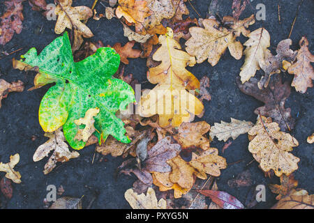 In autunno la pittura, Autunno foglie di acero, diversi colori autunno pittura, Autunno foglie di acero, di colori diversi Foto Stock