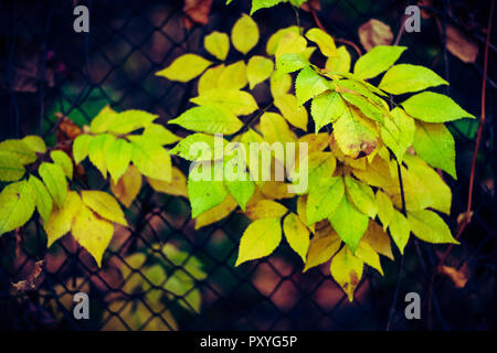 In autunno la pittura, Autunno foglie di acero, diversi colori autunno pittura, Autunno foglie di acero, di colori diversi Foto Stock