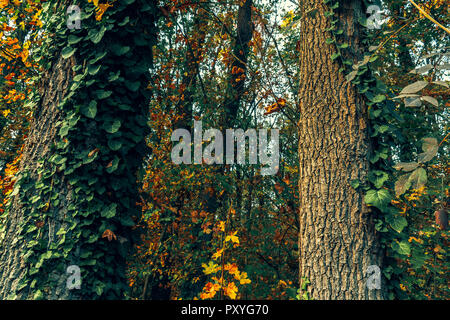 In autunno la pittura, Autunno foglie di acero, diversi colori autunno pittura, Autunno foglie di acero, di colori diversi Foto Stock