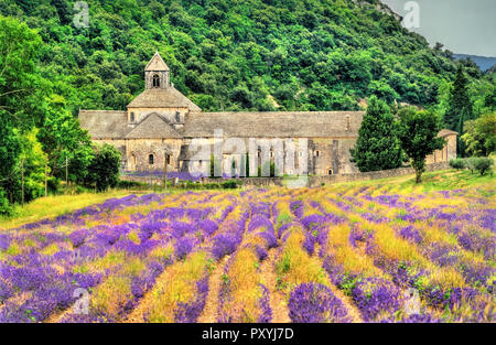 Senanque Abbazia, un importante destinazione turistica in Provenza, Francia Foto Stock