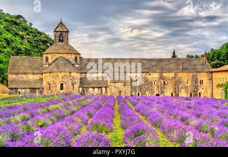 Senanque Abbazia, un importante destinazione turistica in Provenza, Francia Foto Stock