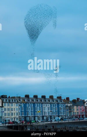 Aberystwyth Wales UK, Mercoledì 24 Ott 2018. Regno Unito Meteo: decine di migliaia di minuscoli storni eseguire elegante e incantevole antenna coreografico 'murmurations' nel cielo sopra Aberystwyth, prima piombando giù al posatoio per la notte della foresta di ghisa gambe al di sotto della città balneare di Victorian Pier. Aberystwyth è una delle poche aree urbane posatoi nel paese e attira gente da tutto il Regno Unito per testimoniare il notturno visualizza Photo credit: keith morris/Alamy Live News Foto Stock