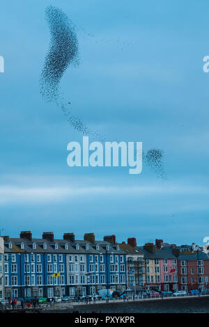 Aberystwyth Wales UK, Mercoledì 24 Ott 2018. Regno Unito Meteo: decine di migliaia di minuscoli storni eseguire elegante e incantevole antenna coreografico 'murmurations' nel cielo sopra Aberystwyth, prima piombando giù al posatoio per la notte della foresta di ghisa gambe al di sotto della città balneare di Victorian Pier. Aberystwyth è una delle poche aree urbane posatoi nel paese e attira gente da tutto il Regno Unito per testimoniare il notturno visualizza Photo credit: keith morris/Alamy Live News Foto Stock