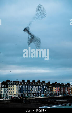 Aberystwyth Wales UK, Mercoledì 24 Ott 2018. Regno Unito Meteo: decine di migliaia di minuscoli storni eseguire elegante e incantevole antenna coreografico 'murmurations' nel cielo sopra Aberystwyth, prima piombando giù al posatoio per la notte della foresta di ghisa gambe al di sotto della città balneare di Victorian Pier. Aberystwyth è una delle poche aree urbane posatoi nel paese e attira gente da tutto il Regno Unito per testimoniare il notturno visualizza Photo credit: keith morris/Alamy Live News Foto Stock