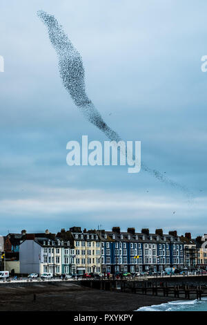 Aberystwyth Wales UK, Mercoledì 24 Ott 2018. Regno Unito Meteo: decine di migliaia di minuscoli storni eseguire elegante e incantevole antenna coreografico 'murmurations' nel cielo sopra Aberystwyth, prima piombando giù al posatoio per la notte della foresta di ghisa gambe al di sotto della città balneare di Victorian Pier. Aberystwyth è una delle poche aree urbane posatoi nel paese e attira gente da tutto il Regno Unito per testimoniare il notturno visualizza Photo credit: keith morris/Alamy Live News Foto Stock