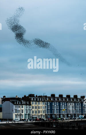 Aberystwyth Wales UK, Mercoledì 24 Ott 2018. Regno Unito Meteo: decine di migliaia di minuscoli storni eseguire elegante e incantevole antenna coreografico 'murmurations' nel cielo sopra Aberystwyth, prima piombando giù al posatoio per la notte della foresta di ghisa gambe al di sotto della città balneare di Victorian Pier. Aberystwyth è una delle poche aree urbane posatoi nel paese e attira gente da tutto il Regno Unito per testimoniare il notturno visualizza Photo credit: keith morris/Alamy Live News Foto Stock