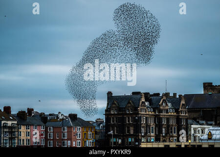 Aberystwyth Wales UK, Mercoledì 24 Ott 2018. Regno Unito Meteo: decine di migliaia di minuscoli storni eseguire elegante e incantevole antenna coreografico 'murmurations' nel cielo sopra Aberystwyth, prima piombando giù al posatoio per la notte della foresta di ghisa gambe al di sotto della città balneare di Victorian Pier. Aberystwyth è una delle poche aree urbane posatoi nel paese e attira gente da tutto il Regno Unito per testimoniare il notturno visualizza Photo credit: keith morris/Alamy Live News Foto Stock