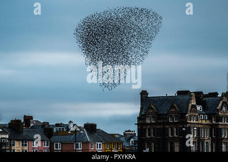 Aberystwyth Wales UK, Mercoledì 24 Ott 2018. Regno Unito Meteo: decine di migliaia di minuscoli storni eseguire elegante e incantevole antenna coreografico 'murmurations' nel cielo sopra Aberystwyth, prima piombando giù al posatoio per la notte della foresta di ghisa gambe al di sotto della città balneare di Victorian Pier. Aberystwyth è una delle poche aree urbane posatoi nel paese e attira gente da tutto il Regno Unito per testimoniare il notturno visualizza Photo credit: keith morris/Alamy Live News Foto Stock