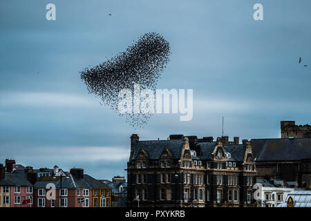 Aberystwyth Wales UK, Mercoledì 24 Ott 2018. Regno Unito Meteo: decine di migliaia di minuscoli storni eseguire elegante e incantevole antenna coreografico 'murmurations' nel cielo sopra Aberystwyth, prima piombando giù al posatoio per la notte della foresta di ghisa gambe al di sotto della città balneare di Victorian Pier. Aberystwyth è una delle poche aree urbane posatoi nel paese e attira gente da tutto il Regno Unito per testimoniare il notturno visualizza Photo credit: keith morris/Alamy Live News Foto Stock